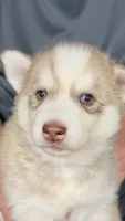 Foxy, a female Siberian Husky for sale in Liberty, MS – 3 of 7