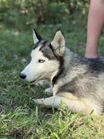 Blaze, a male Siberian Husky for sale in Liberty, MS – 5 of 6