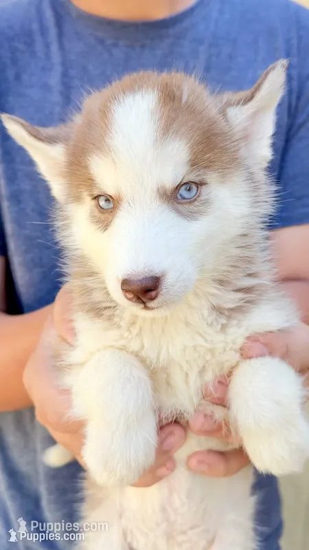 Coco – Siberian Husky puppy for sale in Liberty, MS