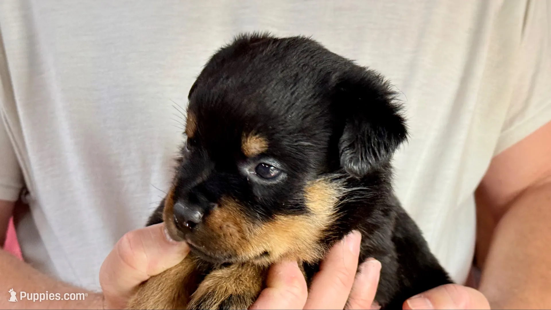 Diesel, a male Rottweiler for sale in Liberty, MS – 1 of 1