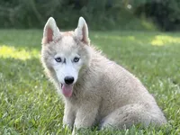 Lasso , a male Siberian Husky for sale in Liberty, MS – 2 of 6