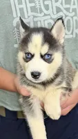 Lola, a female Siberian Husky for sale in Liberty, MS – 3 of 6