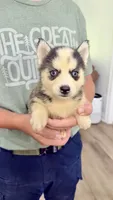 Lana, a female Siberian Husky for sale in Liberty, MS – 5 of 8