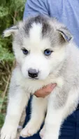 Blue, a female Siberian Husky for sale in Liberty, MS – 4 of 4