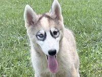 Laser, a male Siberian Husky for sale in Liberty, MS – 2 of 4