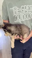 Lola, a female Siberian Husky for sale in Liberty, MS – 6 of 6
