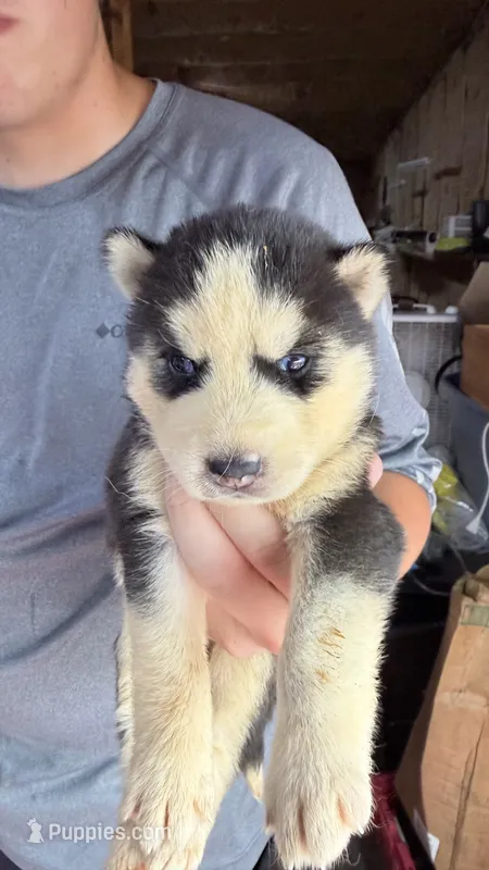     Loki – Siberian Husky puppy for sale in Liberty, MS