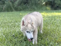 Lasso , a male Siberian Husky for sale in Liberty, MS – 4 of 6