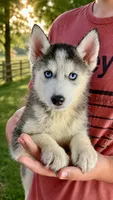 Brooke, a female Siberian Husky for sale in Liberty, MS – 1 of 7