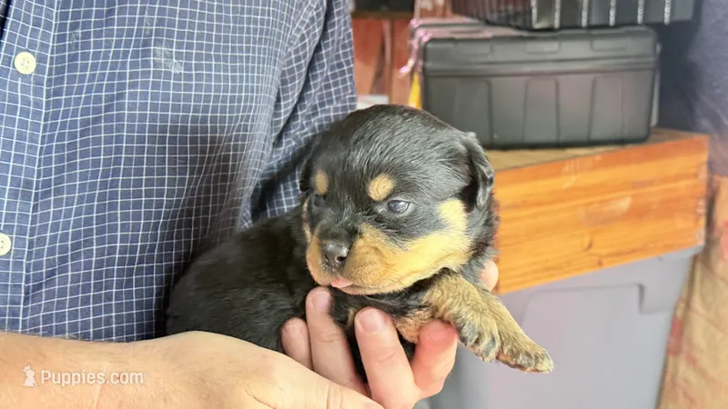 Rock – Rottweiler puppy for sale in Liberty, MS