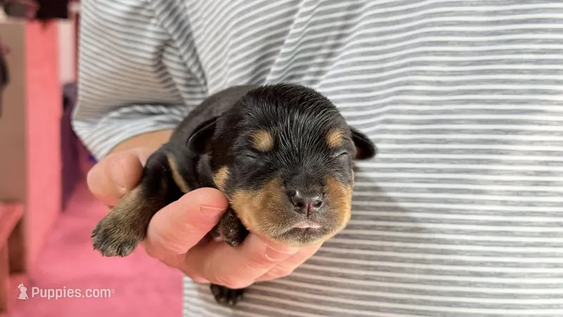 Rock – Rottweiler puppy for sale in Liberty, MS