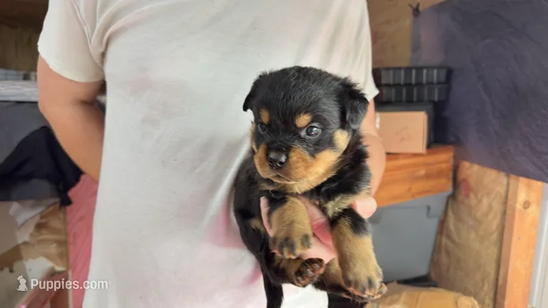 Rock – Rottweiler puppy for sale in Liberty, MS