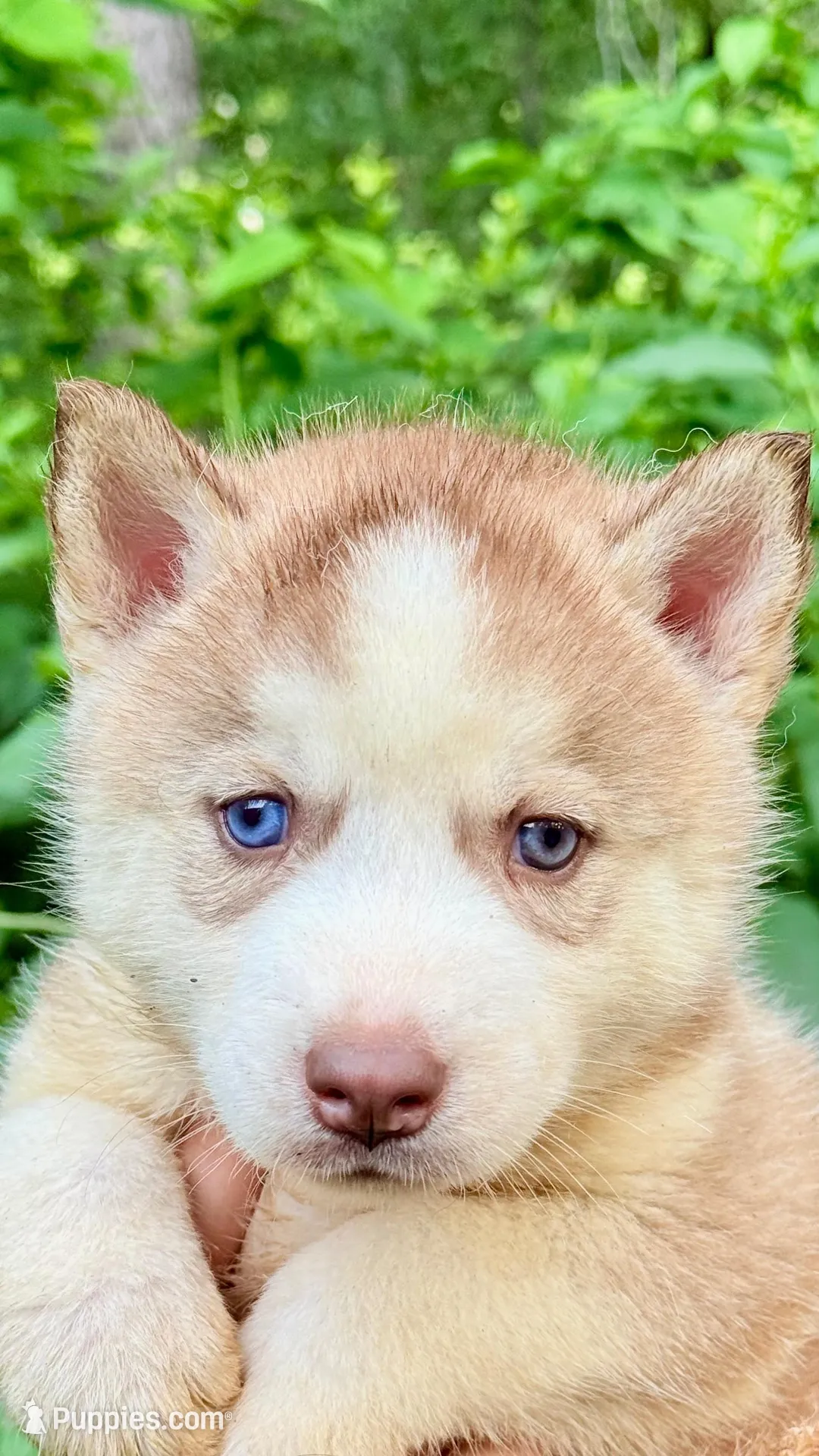 Bolt, a male Siberian Husky for sale in Liberty, MS – 2 of 8