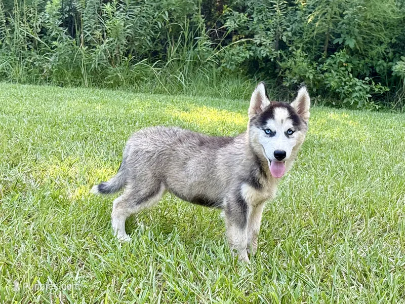 Lane – Siberian Husky puppy for sale in Liberty, MS