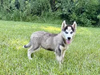 Lane, a male Siberian Husky for sale in Liberty, MS – 1 of 9