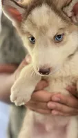 Diamond , a male Siberian Husky for sale in Liberty, MS – 10 of 10