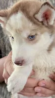 Diamond , a male Siberian Husky for sale in Liberty, MS – 2 of 10