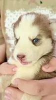 Coco, a female Siberian Husky for sale in Liberty, MS – 6 of 6