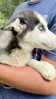 Lilly, a male Siberian Husky for sale in Liberty, MS – 3 of 3