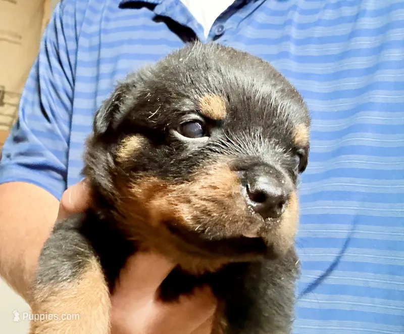 Butch  – Rottweiler puppy for sale in Liberty, MS