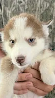 Blue eyed rose , a female Siberian Husky for sale in Liberty, MS – 3 of 5