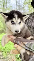 Male husky , a male Siberian Husky for sale in Liberty, MS – Photo 4 of 6