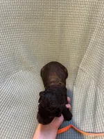 Orange , a male Boykin Spaniel for sale in Townsend, GA – Photo 3 of 3