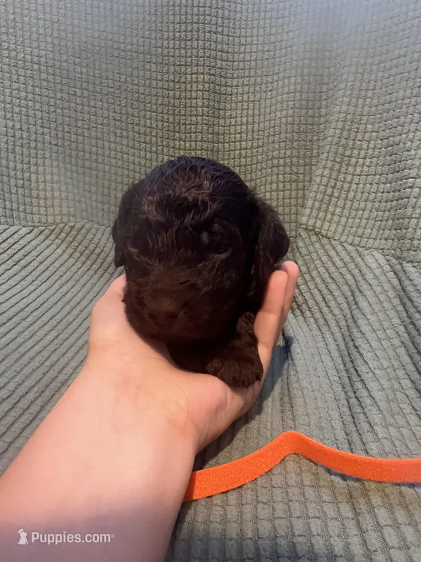 Orange  – Boykin Spaniel puppy for sale in Townsend, GA