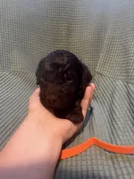 Orange , a male Boykin Spaniel for sale in Townsend, GA – Photo 1 of 3