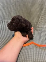 Orange , a male Boykin Spaniel for sale in Townsend, GA – Photo 2 of 3