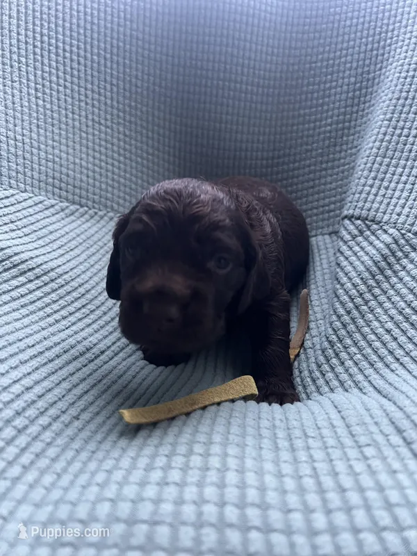 Yellow – Boykin Spaniel puppy for sale in Townsend, GA
