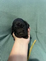 Yellow, a male Boykin Spaniel for sale in Townsend, GA – Photo 2 of 5