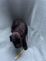 Yellow, a male Boykin Spaniel for sale in Townsend, GA – Photo 5 of 5