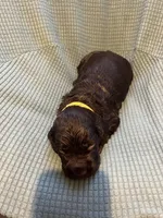 Yellow, a male Boykin Spaniel for sale in Townsend, GA – Photo 4 of 5
