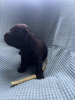 Yellow, a male Boykin Spaniel for sale in Townsend, GA – Photo 3 of 5