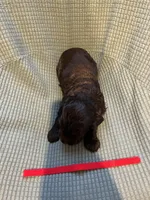Red, a male Boykin Spaniel for sale in Townsend, GA – Photo 3 of 3