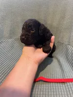 Red, a male Boykin Spaniel for sale in Townsend, GA – Photo 2 of 3