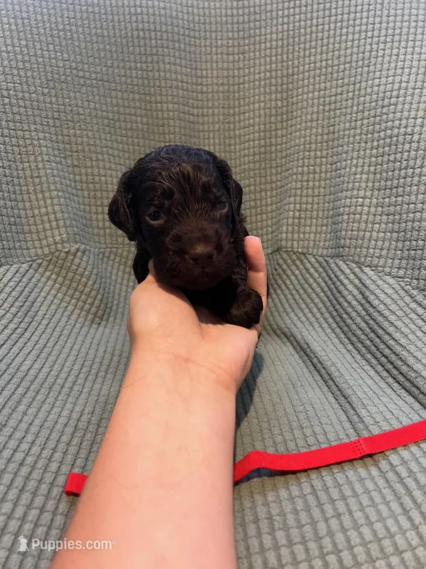 Red – Boykin Spaniel puppy for sale in Townsend, GA