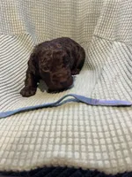 Blue, a male Boykin Spaniel for sale in Townsend, GA – Photo 4 of 5