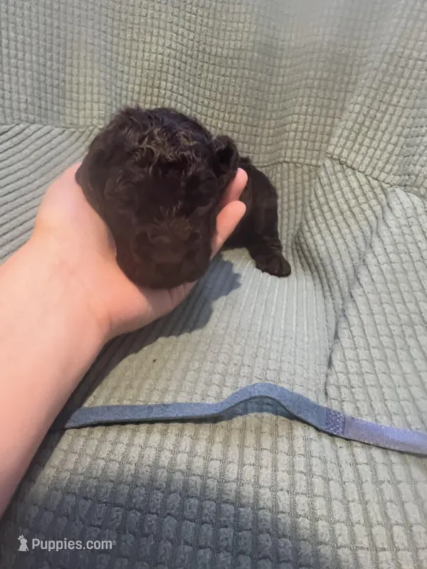 Blue, a male Boykin Spaniel for sale in Townsend, GA – Photo 1 of 5