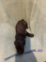 Blue, a male Boykin Spaniel for sale in Townsend, GA – Photo 5 of 5