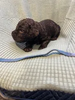 Blue, a male Boykin Spaniel for sale in Townsend, GA – Photo 3 of 5