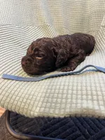 Blue, a male Boykin Spaniel for sale in Townsend, GA – Photo 2 of 5