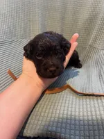 Brown , a male Boykin Spaniel for sale in Townsend, GA – Photo 2 of 3