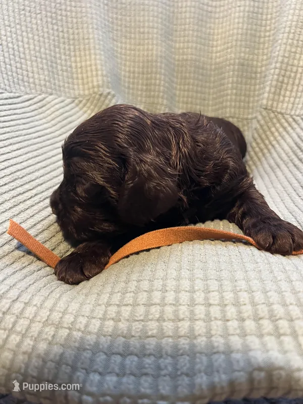 Brown  – Boykin Spaniel puppy for sale in Townsend, GA