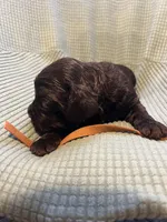 Brown , a male Boykin Spaniel for sale in Townsend, GA – Photo 1 of 3