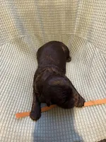 Brown , a male Boykin Spaniel for sale in Townsend, GA – Photo 3 of 3
