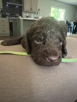 Green , a male Boykin Spaniel for sale in Townsend, GA – Photo 3 of 5