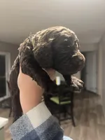 Green , a male Boykin Spaniel for sale in Townsend, GA – Photo 4 of 5