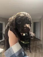 Green , a male Boykin Spaniel for sale in Townsend, GA – Photo 5 of 5